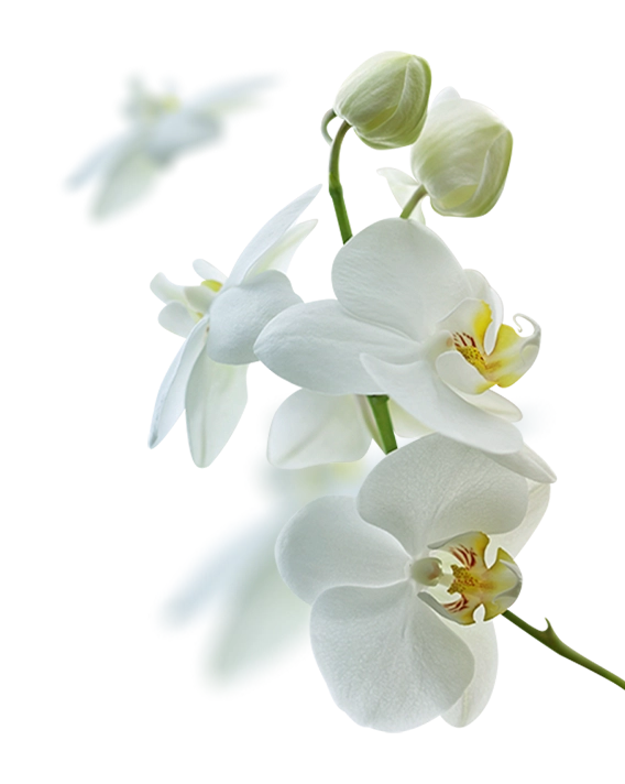 Obraz przedstawia zbliżenie białych orchidei z zielonymi pąkami, z ostrym światłem w tle, co podkreśla ich delikatne płatki i żółte środki.