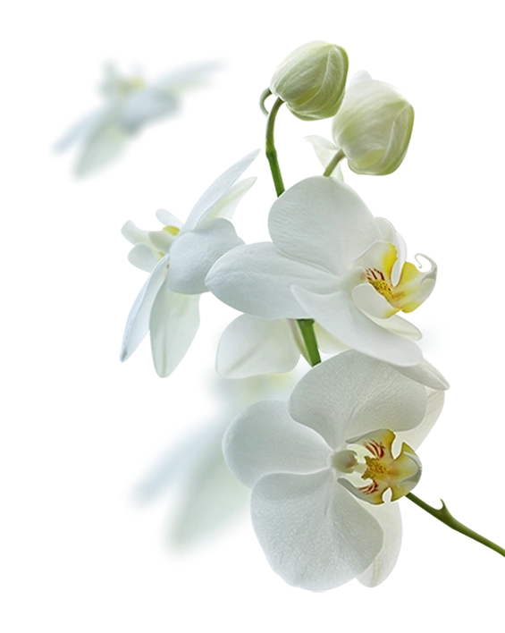 Zbiorowe ujęcie trzech białych kwiatów orchidei z żółtymi i brązowymi akcentami w centrach, wraz z pąkami na zielonej łodydze. Kwiaty są w pełni rozkwitłe, a pąki są zamknięte, wszystkie rosną pionowo z lewej strony obrazu, skierowane w stronę prawej. Tło jest jasne, białe i rozmyte.